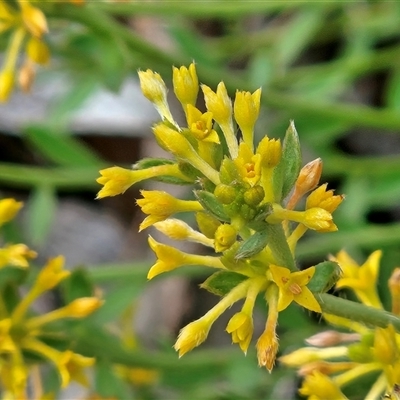 Pimelea curviflora var. sericea (Curved Riceflower) at Hawker, ACT - 9 Nov 2025 by sangio7