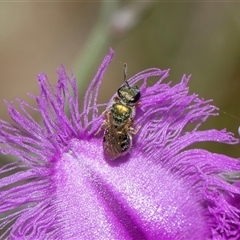 Lasioglossum (Homalictus) urbanum (Furrow Bee) at Hawker, ACT - 9 Nov 2025 by AlisonMilton