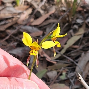 Diuris sulphurea (Tiger Orchid) at Hawker, ACT - Today by sangio7