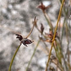 Schoenus ericetorum (Heathy Bog-sedge) at Tianjara, NSW - 2 Nov 2025 by JaneR