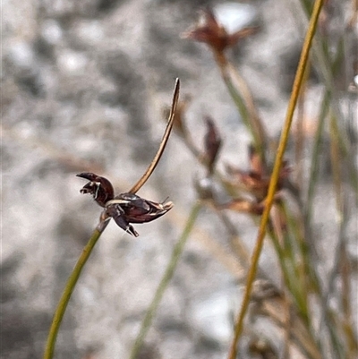 Schoenus ericetorum (Heathy Bog-sedge) at Tianjara, NSW - 2 Nov 2025 by JaneR