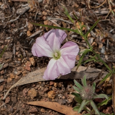 Convolvulus angustissimus (Pink Bindweed) at Hawker, ACT - Today by AlisonMilton