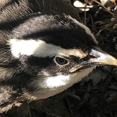 Pomatostomus superciliosus at Crowther, NSW - 9 Nov 2025 by Frecko
