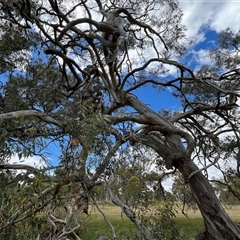Eucalyptus melliodora (Yellow Box) at Whitlam, ACT - 9 Nov 2025 by GG