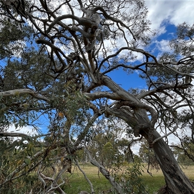 Eucalyptus melliodora (Yellow Box) at Whitlam, ACT - 9 Nov 2025 by GG