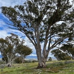 Eucalyptus rossii (Inland Scribbly Gum) at Whitlam, ACT - 9 Nov 2025 by GG