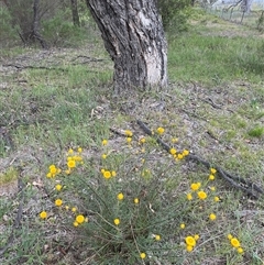 Xerochrysum viscosum (Sticky Everlasting) at Belconnen, ACT - 9 Nov 2025 by GG