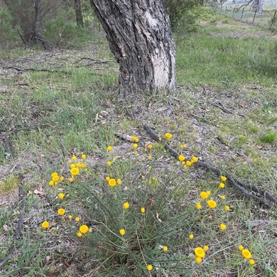Xerochrysum viscosum (Sticky Everlasting) at Belconnen, ACT - 9 Nov 2025 by GG