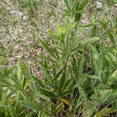 Potentilla recta (Sulphur Cinquefoil) at Rendezvous Creek, ACT - 9 Nov 2025 by MattM