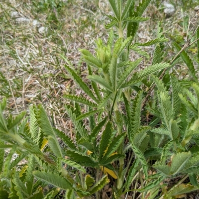 Potentilla recta (Sulphur Cinquefoil) at Rendezvous Creek, ACT - 9 Nov 2025 by MattM