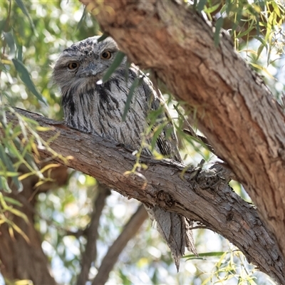 Podargus strigoides (Tawny Frogmouth) at Hawker, ACT - 5 Nov 2025 by AlisonMilton