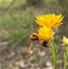 Delta bicinctum (Potter wasp) at Belconnen, ACT - 9 Nov 2025 by GG