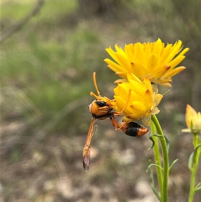 Delta bicinctum (Potter wasp) at Belconnen, ACT - 9 Nov 2025 by GG
