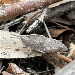 Goniaea australasiae (Gumleaf grasshopper) at Belconnen, ACT - 9 Nov 2025 by GG