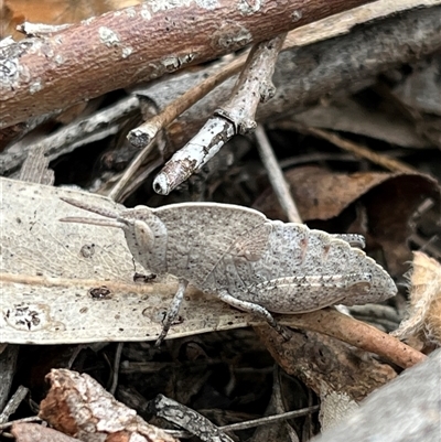 Goniaea australasiae (Gumleaf grasshopper) at Belconnen, ACT - 9 Nov 2025 by GG