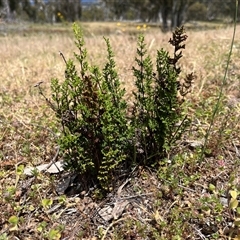 Cheilanthes sieberi subsp. sieberi (Mulga Rock Fern) at Whitlam, ACT - Today by GG