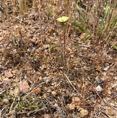Tolpis barbata (Yellow Hawkweed) at Whitlam, ACT - 9 Nov 2025 by GG