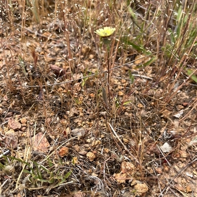Tolpis barbata (Yellow Hawkweed) at Whitlam, ACT - 9 Nov 2025 by GG
