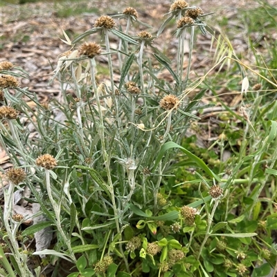 Euchiton sp. (A Cudweed) at Whitlam, ACT - 9 Nov 2025 by GG
