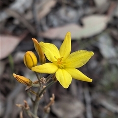 Bulbine bulbosa (Golden Lily, Bulbine Lily) at Forde, ACT - 9 Nov 2025 by chriselidie