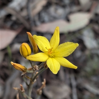 Bulbine bulbosa (Golden Lily, Bulbine Lily) at Forde, ACT - 9 Nov 2025 by chriselidie