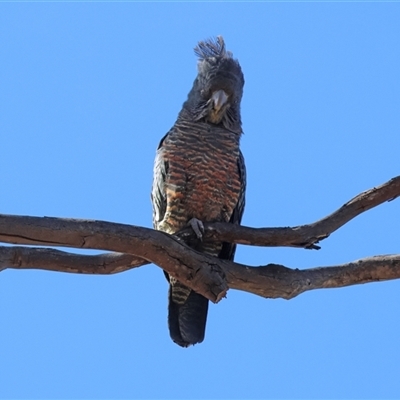 Callocephalon fimbriatum at Aranda, ACT - 9 Nov 2025 by LydiaB