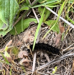 Junonia villida (Meadow Argus) at Whitlam, ACT - 9 Nov 2025 by GG