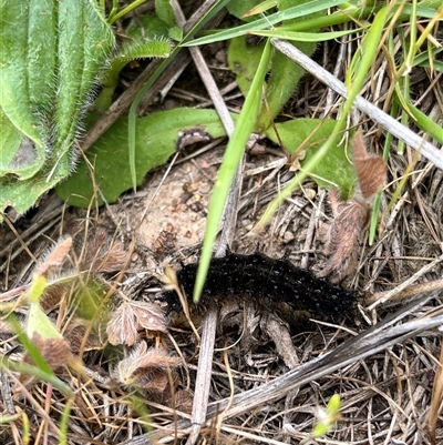 Junonia villida (Meadow Argus) at Whitlam, ACT - 9 Nov 2025 by GG
