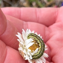 Heliothinae (subfamily) (Budworm) at Whitlam, ACT - 9 Nov 2025 by GG