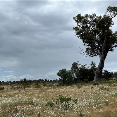 Leucochrysum albicans subsp. tricolor (Hoary Sunray) at Whitlam, ACT - 9 Nov 2025 by GG