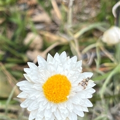 Austrotephritis sp. (genus) (Fruit fly or Seed fly) at Whitlam, ACT - 9 Nov 2025 by GG