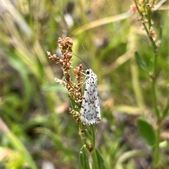 Utetheisa (genus) (A tiger moth) at Whitlam, ACT - 9 Nov 2025 by GG