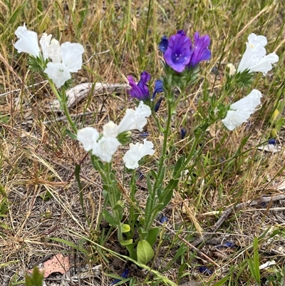 Echium plantagineum (Paterson's Curse) at Whitlam, ACT - 9 Nov 2025 by GG