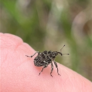 Unverified Weevil (Curculionoidea) at Whitlam, ACT - Today by GG