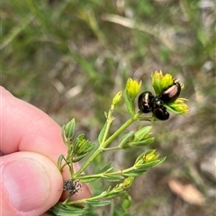 Chrysolina quadrigemina (Greater St Johns Wort beetle) at Whitlam, ACT - 9 Nov 2025 by GG