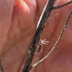 Tetragnatha sp. (genus) (Long-jawed spider) at Whitlam, ACT - 9 Nov 2025 by GG