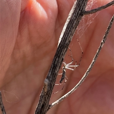 Tetragnatha sp. (genus) (Long-jawed spider) at Whitlam, ACT - 9 Nov 2025 by GG