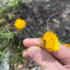 Iridomyrmex purpureus (Meat Ant) at Whitlam, ACT - 9 Nov 2025 by GG