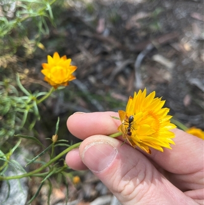 Iridomyrmex purpureus (Meat Ant) at Whitlam, ACT - 9 Nov 2025 by GG