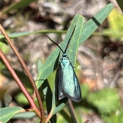 Pollanisus (genus) (A Forester Moth) at Whitlam, ACT - 9 Nov 2025 by GG