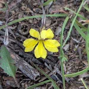 Goodenia sp. at Forde, ACT - Today by chriselidie