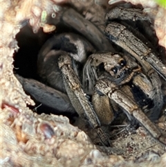 Tasmanicosa sp. (genus) (Tasmanicosa wolf spider) at Whitlam, ACT - 9 Nov 2025 by GG