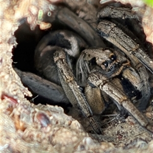 Unverified Wolf spider (Lycosidae) at Whitlam, ACT - Today by GG