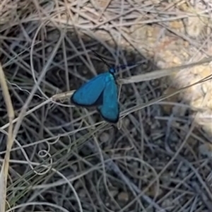Unverified Moth (Lepidoptera) at Bonython, ACT - 2 Nov 2025 by GG
