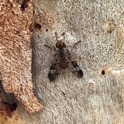 Cardiacera sp. (genus) (Scarab Fly) at Whitlam, ACT - 9 Nov 2025 by GG