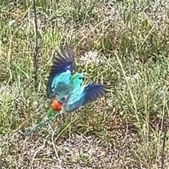 Psephotus haematonotus (Red-rumped Parrot) at Whitlam, ACT - 9 Nov 2025 by GG