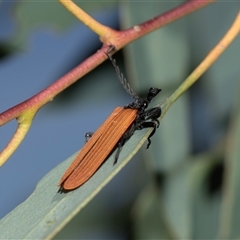 Porrostoma rhipidium (Long-nosed Lycid (Net-winged) beetle) at Higgins, ACT - 6 Nov 2025 by AlisonMilton