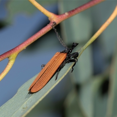 Porrostoma rhipidium (Long-nosed Lycid (Net-winged) beetle) at Higgins, ACT - 6 Nov 2025 by AlisonMilton