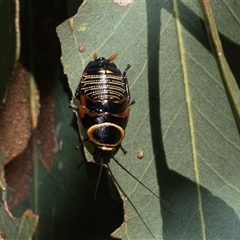 Ellipsidion australe (Austral Ellipsidion cockroach) at Higgins, ACT - 6 Nov 2025 by AlisonMilton