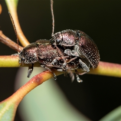 Edusella sp. (genus) (A leaf beetle) at Hawker, ACT - 5 Nov 2025 by AlisonMilton